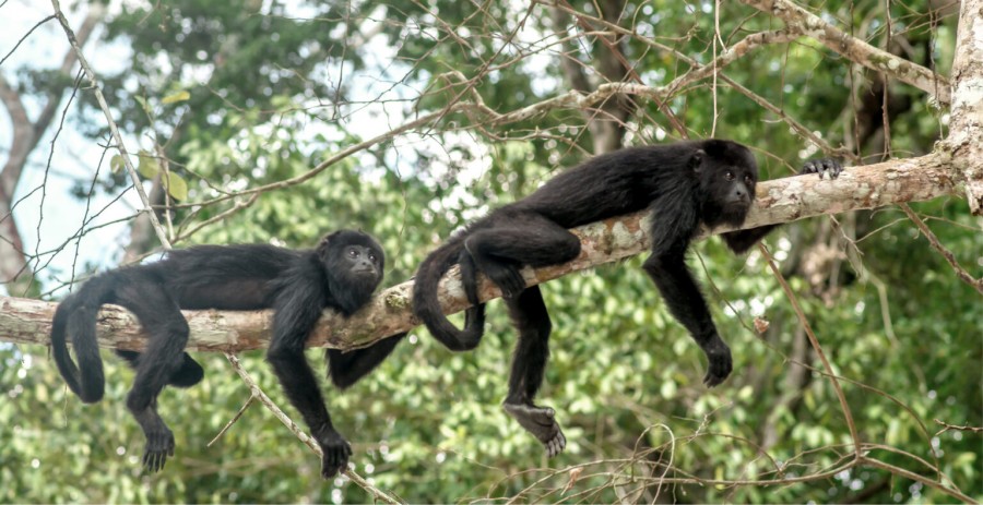 Fonatur, el organismo encargado del proyecto, ha puesto diversas medidas para solventar su impacto ambiental, como la salvación de especies endémicas. Foto de Fonatur