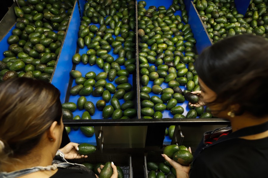 Australia busca la manera de incentivar el mayor consumo de aguacate. Foto AP/Armando Solis