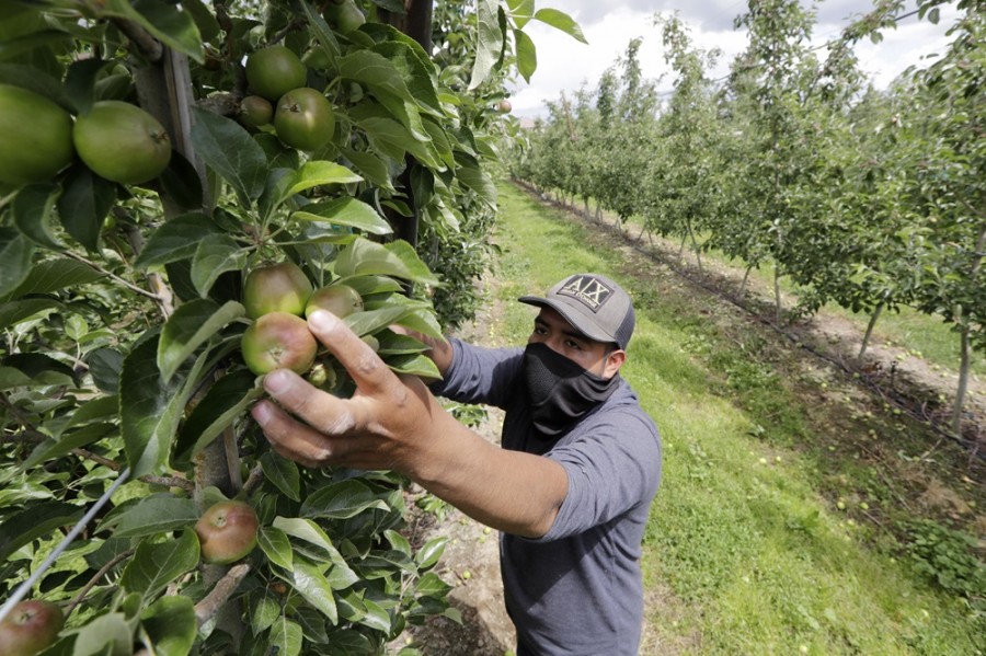 El trabajador del huerto Francisco Hernández estira la mano para arrancar manzanas crujientes con miel de un árbol durante un corte de árboles en un huerto en Yakima, Washington. Foto AP/Elaine Thompson