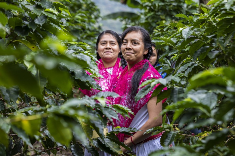 Starbucks se surtió de café por primera vez en México en el estado de Chiapas 30 años atrás y el programa Todos Sembramos Café para combatir la roya, lleva una década activo. Foto Starbucks México