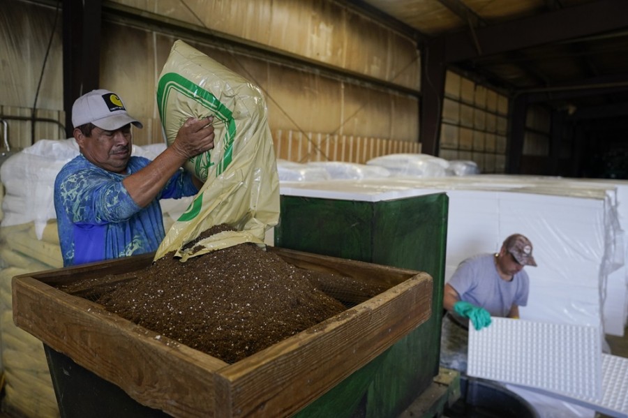 Un trabajador mexicano originario de Veracruz labora en un granja de Crofton, Kentucky. Foto AP/Joshua A. Bickel